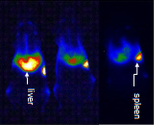 In vivo imaging of luciferase expression after systemic or local administration of nucleic acids encoding luciferase.