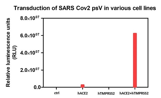 20201124_psv-transduction-into-various-cell-lines_sm
