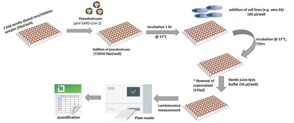 neutralization-assay-layout_small