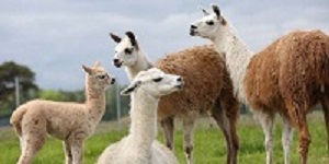 lamas_350x150px
