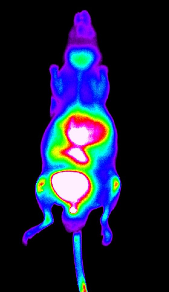 fluorescence-labeled-sdab-construct-in-a-mouse