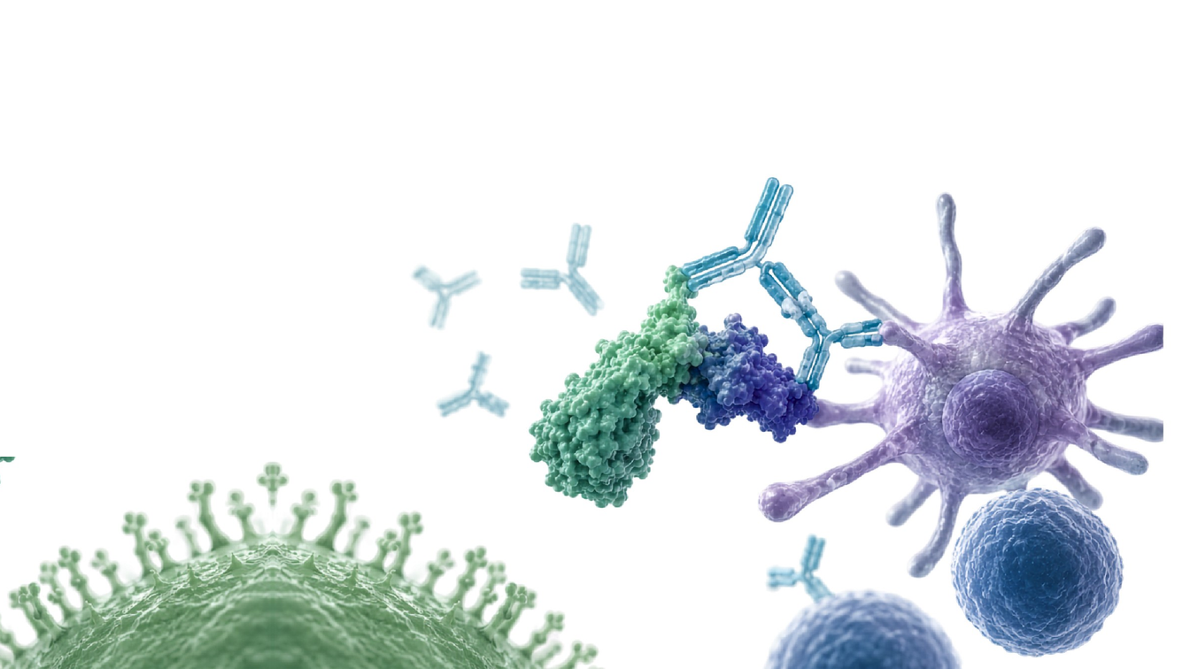 Illustration of antibodies binding to an antigen and immune cells